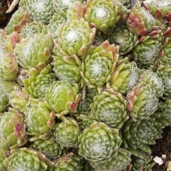 Sempervivum - Dachwurz - Hauswurz